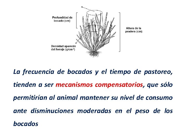 La frecuencia de bocados y el tiempo de pastoreo, tienden a ser mecanismos compensatorios, La frecuencia de bocados y el tiempo de pastoreo, tienden a ser mecanismos compensatorios,