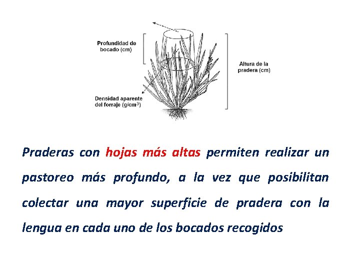 Praderas con hojas más altas permiten realizar un pastoreo más profundo, a la vez