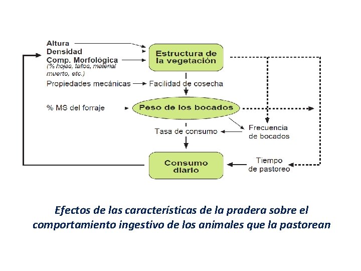 Efectos de las características de la pradera sobre el comportamiento ingestivo de los animales