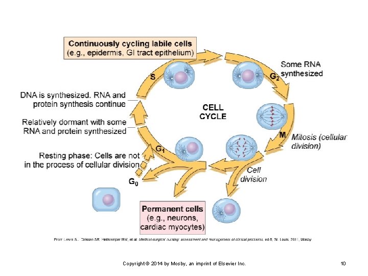 Copyright © 2014 by Mosby, an imprint of Elsevier Inc. 10 