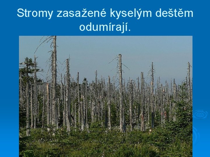 Stromy zasažené kyselým deštěm odumírají. 