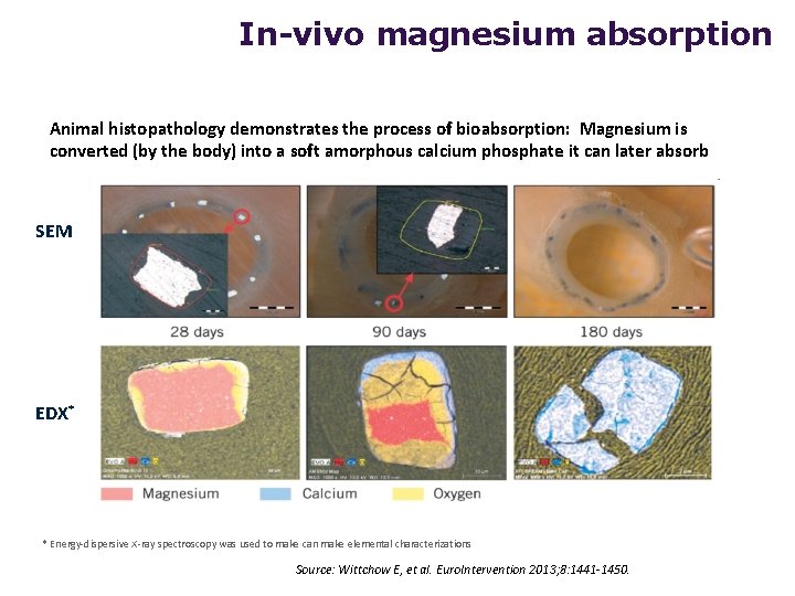 In-vivo magnesium absorption Animal histopathology demonstrates the process of bioabsorption: Magnesium is converted (by