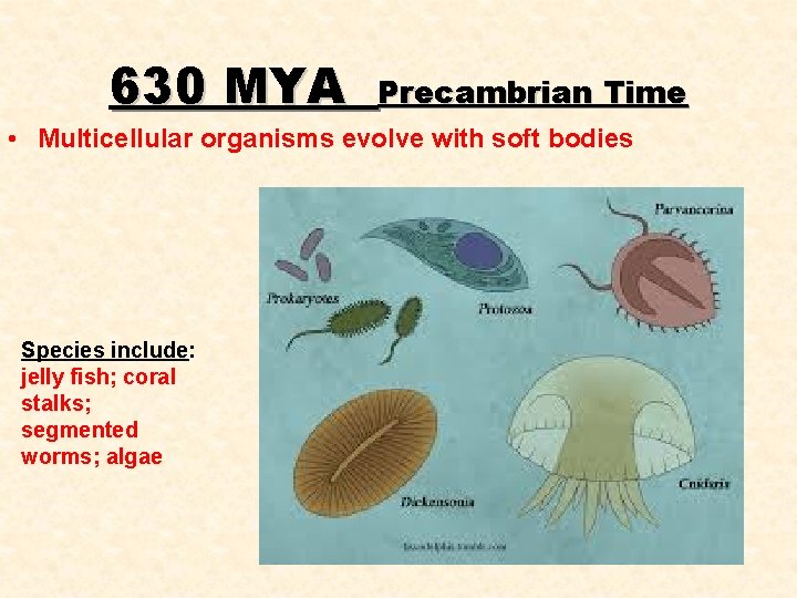 630 MYA Precambrian Time • Multicellular organisms evolve with soft bodies Species include: jelly