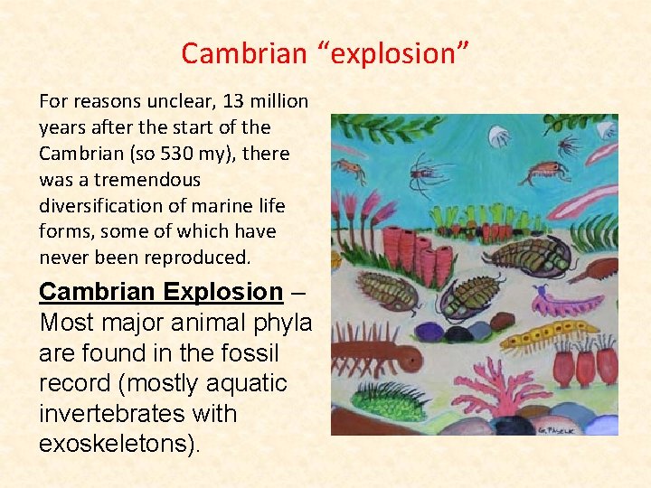 Cambrian “explosion” For reasons unclear, 13 million years after the start of the Cambrian