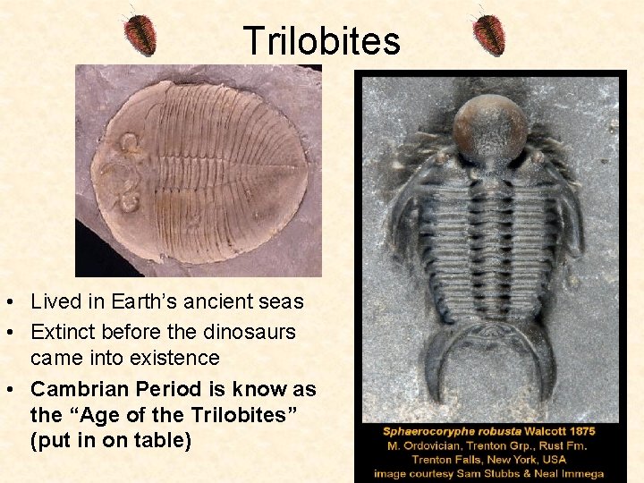 Trilobites • Lived in Earth’s ancient seas • Extinct before the dinosaurs came into