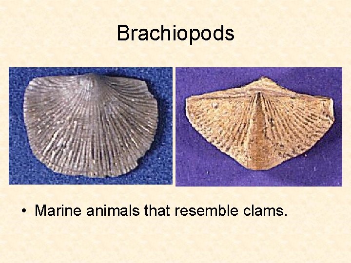 Brachiopods • Marine animals that resemble clams. 
