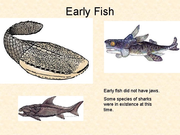 Early Fish Early fish did not have jaws. Some species of sharks were in