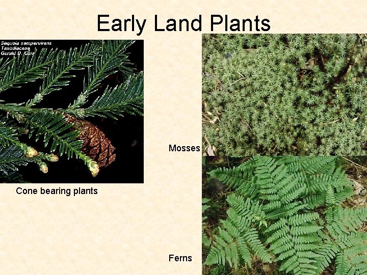 Early Land Plants Mosses Cone bearing plants Ferns 