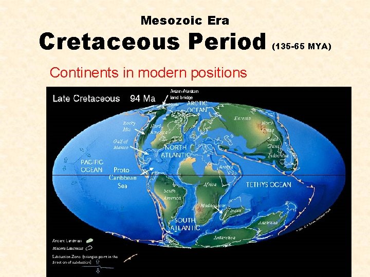 Mesozoic Era Cretaceous Period Continents in modern positions (135 -65 MYA) 