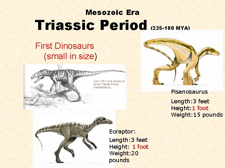 Mesozoic Era Triassic Period (225 -180 MYA) First Dinosaurs (small in size) Pisanosaurus Length: