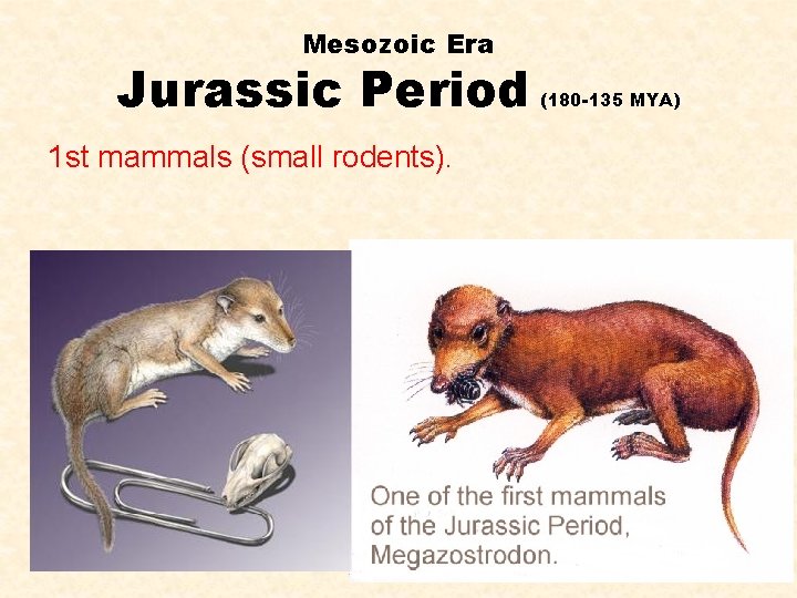 Mesozoic Era Jurassic Period 1 st mammals (small rodents). (180 -135 MYA) 