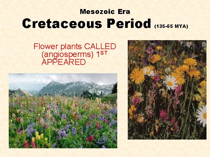Mesozoic Era Cretaceous Period Flower plants CALLED (angiosperms) 1 ST APPEARED (135 -65 MYA)