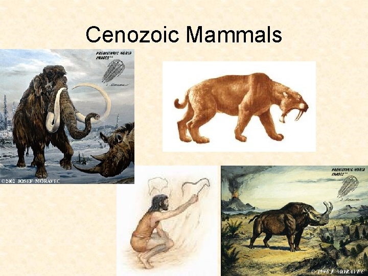 Cenozoic Mammals 