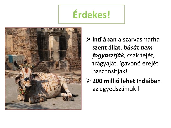 Érdekes! Ø Indiában a szarvasmarha szent állat, húsát nem fogyasztják, csak tejét, trágyáját, igavonó