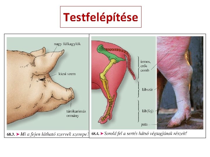 Testfelépítése 