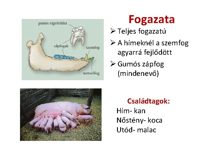 Fogazata Ø Teljes fogazatú Ø A hímeknél a szemfog agyarrá fejlődött Ø Gumós zápfog