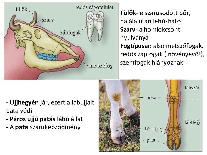 Tülök- elszarusodott bőr, halála után lehúzható Szarv- a homlokcsont nyúlványa Fogtípusai: alsó metszőfogak, redős