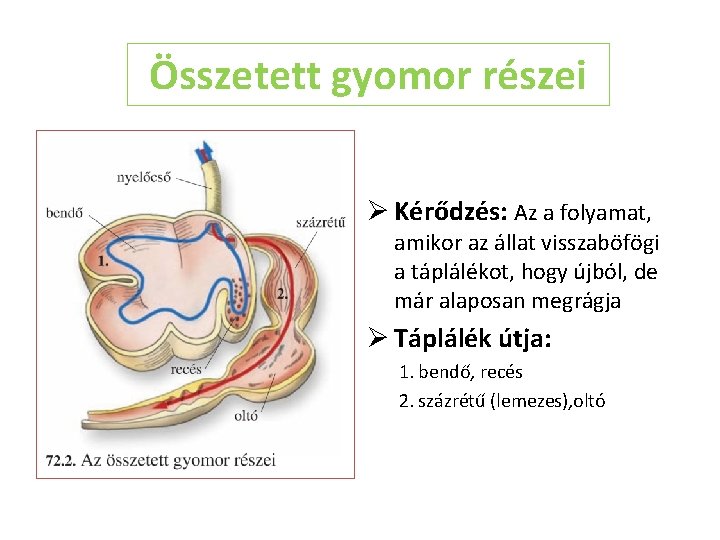 Összetett gyomor részei Ø Kérődzés: Az a folyamat, amikor az állat visszaböfögi a táplálékot,