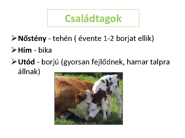 Családtagok Ø Nőstény - tehén ( évente 1 -2 borjat ellik) Ø Hím -