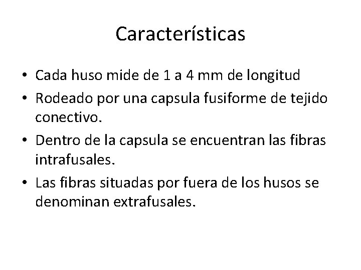 Características • Cada huso mide de 1 a 4 mm de longitud • Rodeado