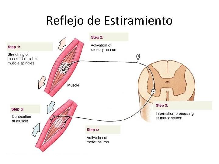 Reflejo de Estiramiento 