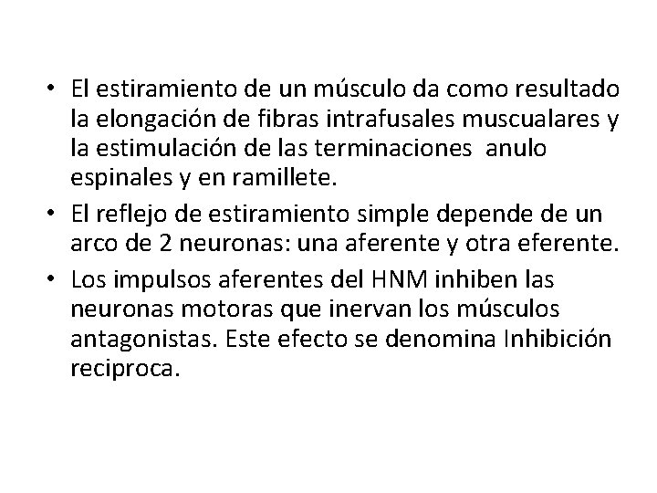  • El estiramiento de un músculo da como resultado la elongación de fibras