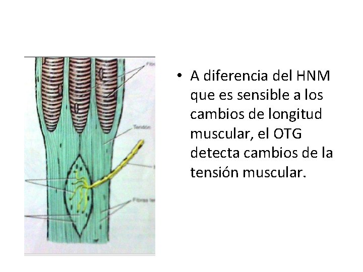  • A diferencia del HNM que es sensible a los cambios de longitud