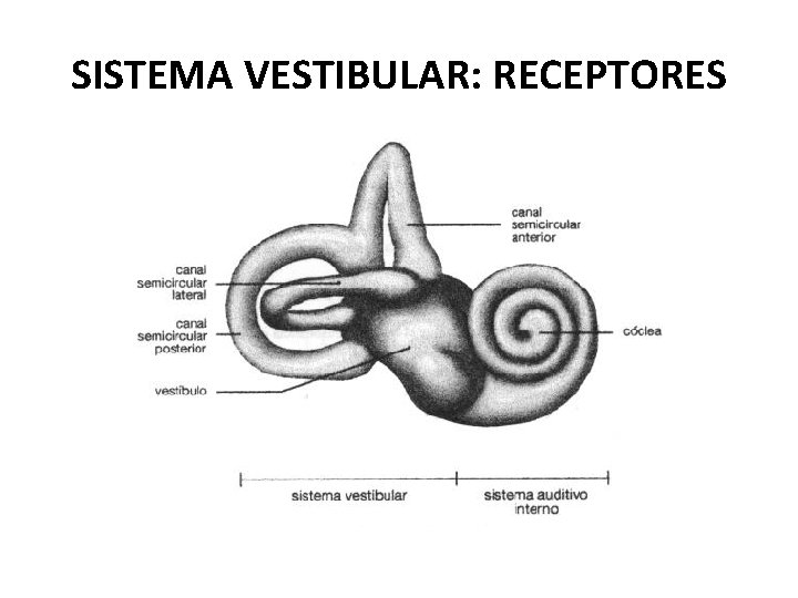 SISTEMA VESTIBULAR: RECEPTORES 