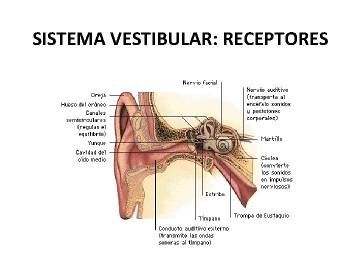 SISTEMA VESTIBULAR: RECEPTORES 