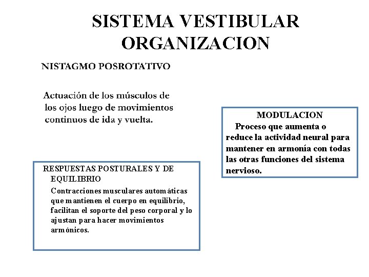 SISTEMA VESTIBULAR ORGANIZACION RESPUESTAS POSTURALES Y DE EQUILIBRIO Contracciones musculares automáticas que mantienen el