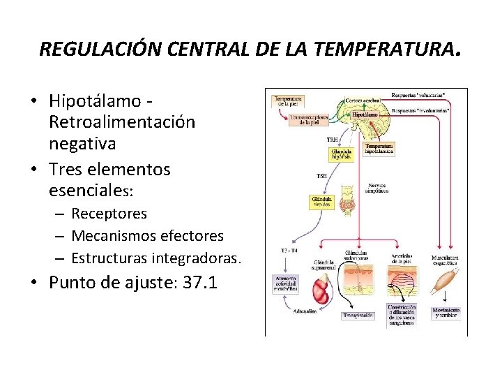 REGULACIÓN CENTRAL DE LA TEMPERATURA. • Hipotálamo - Retroalimentación negativa • Tres elementos esenciales: