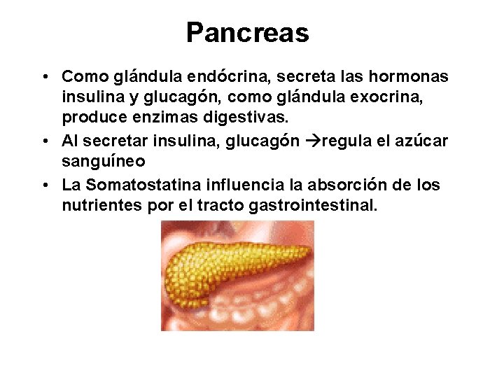 Pancreas • Como glándula endócrina, secreta las hormonas insulina y glucagón, como glándula exocrina, Pancreas • Como glándula endócrina, secreta las hormonas insulina y glucagón, como glándula exocrina,