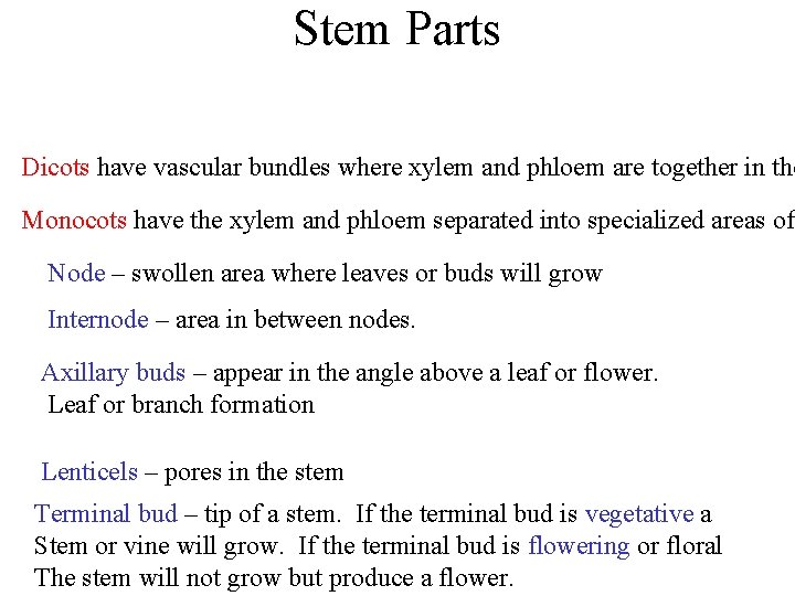 Stem Parts Dicots have vascular bundles where xylem and phloem are together in the