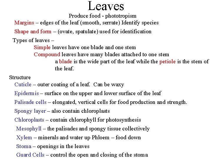 Leaves Produce food - phototropism Margins – edges of the leaf (smooth, serrate) Identify