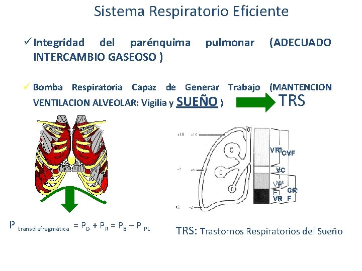 Sistema Respiratorio Eficiente ü Integridad del parénquima INTERCAMBIO GASEOSO ) pulmonar (ADECUADO ü Bomba