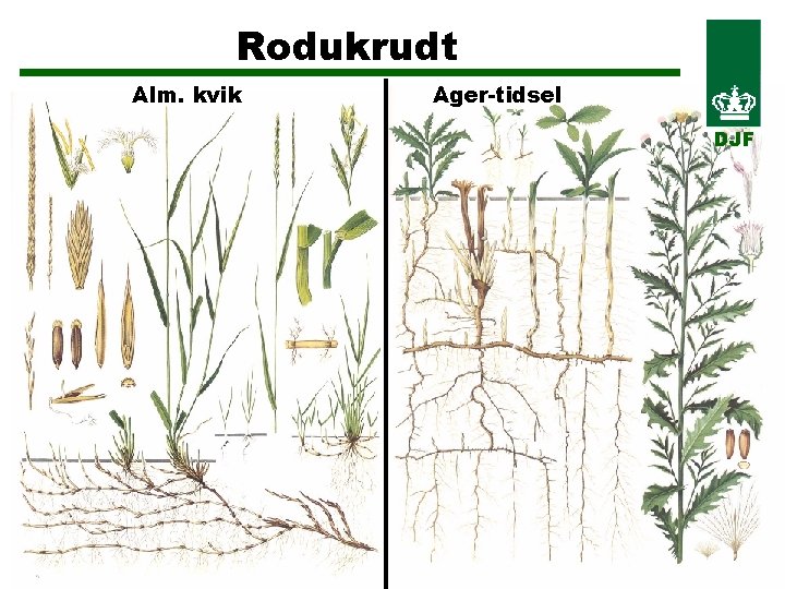 Rodukrudt Alm. kvik Ager-tidsel DJF 