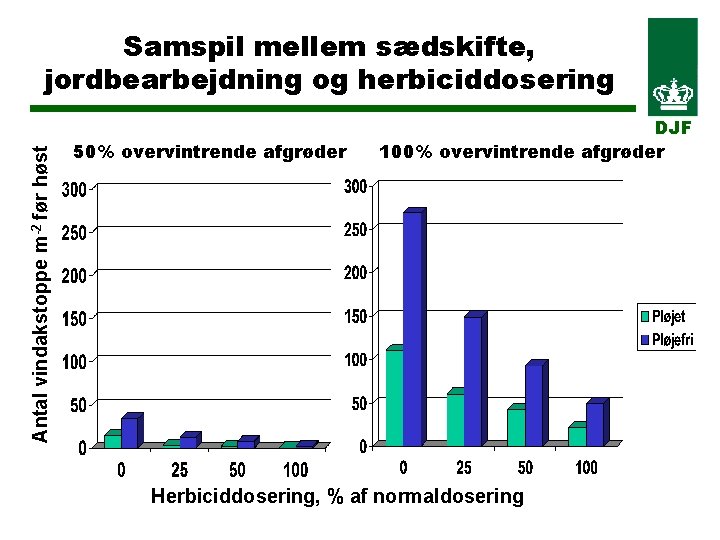 Antal vindakstoppe m-2 før høst Samspil mellem sædskifte, jordbearbejdning og herbiciddosering 50% overvintrende afgrøder