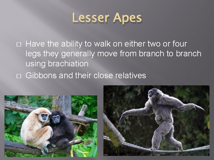 Lesser Apes � � Have the ability to walk on either two or four