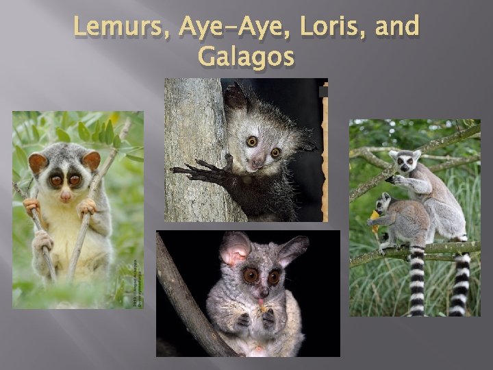 Lemurs, Aye-Aye, Loris, and Galagos 