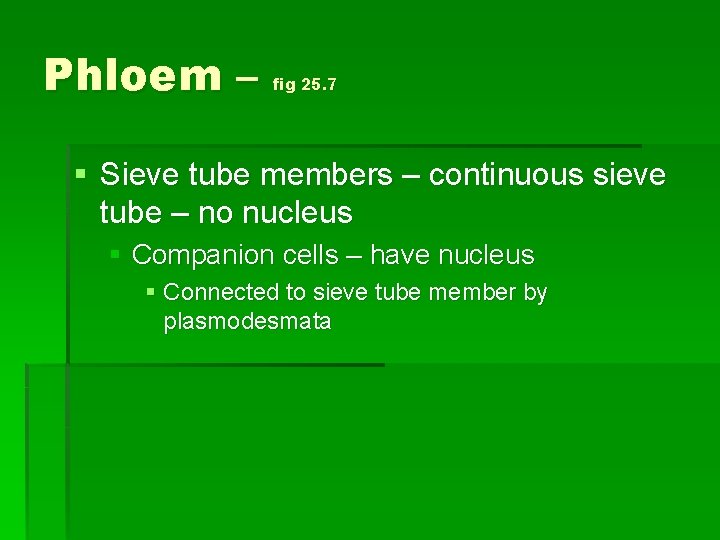 Phloem – fig 25. 7 § Sieve tube members – continuous sieve tube –