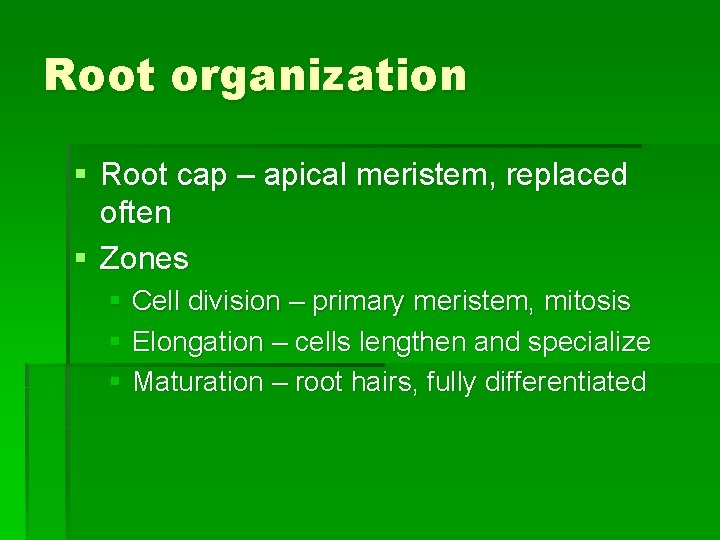Root organization § Root cap – apical meristem, replaced often § Zones § Cell