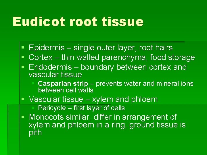 Eudicot root tissue § § § Epidermis – single outer layer, root hairs Cortex