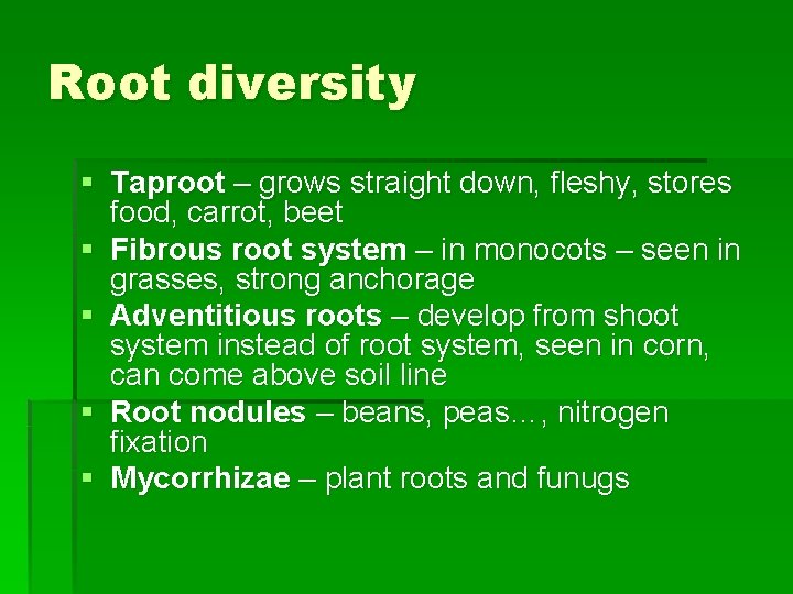 Root diversity § Taproot – grows straight down, fleshy, stores food, carrot, beet §