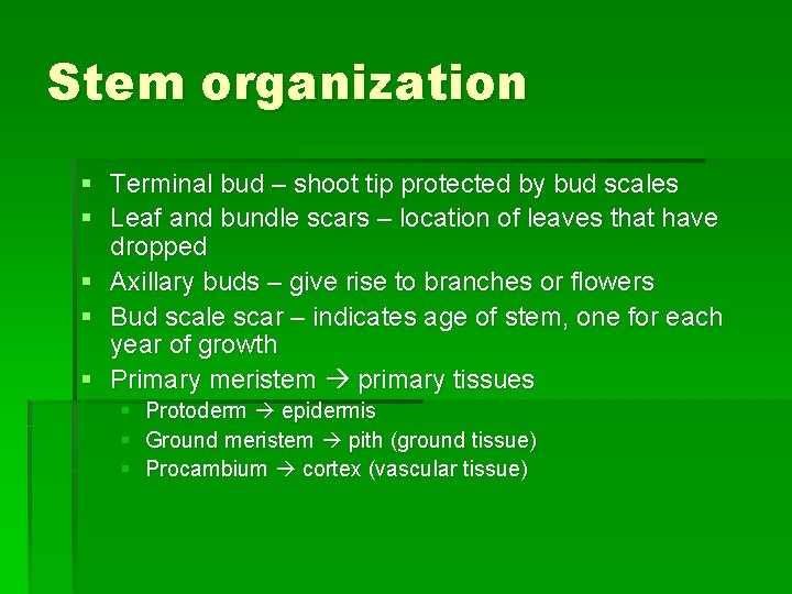 Stem organization § Terminal bud – shoot tip protected by bud scales § Leaf