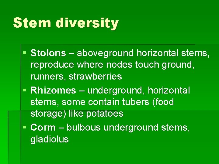 Stem diversity § Stolons – aboveground horizontal stems, reproduce where nodes touch ground, runners,