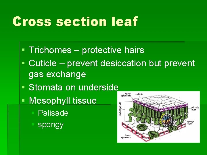 Cross section leaf § Trichomes – protective hairs § Cuticle – prevent desiccation but