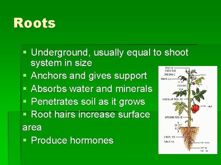 Roots § Underground, usually equal to shoot system in size § Anchors and gives