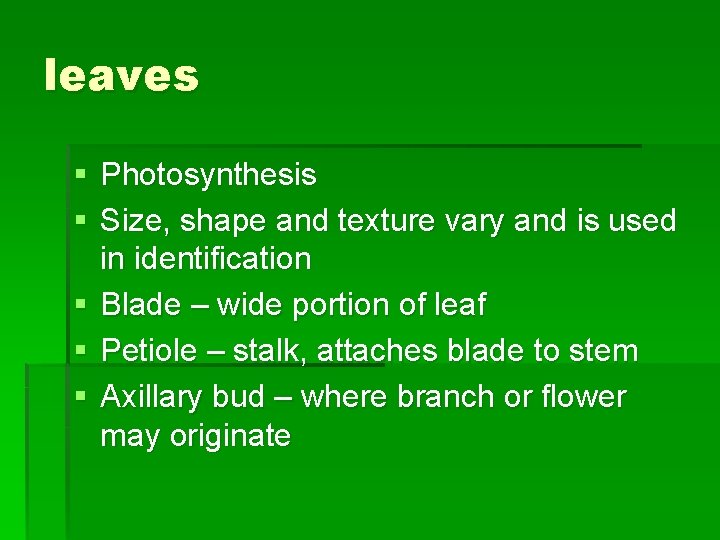 leaves § Photosynthesis § Size, shape and texture vary and is used in identification