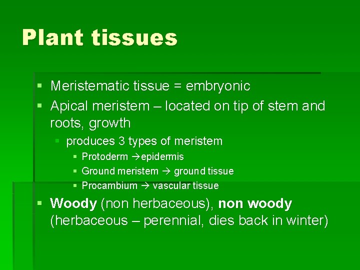 Plant tissues § Meristematic tissue = embryonic § Apical meristem – located on tip