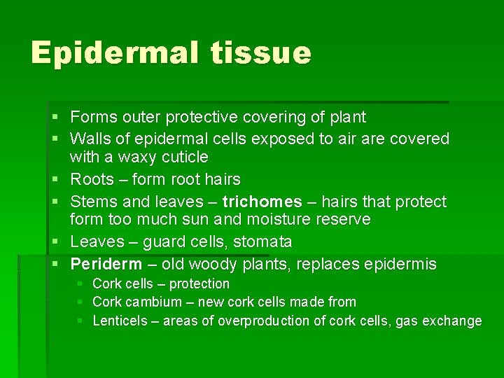 Epidermal tissue § Forms outer protective covering of plant § Walls of epidermal cells